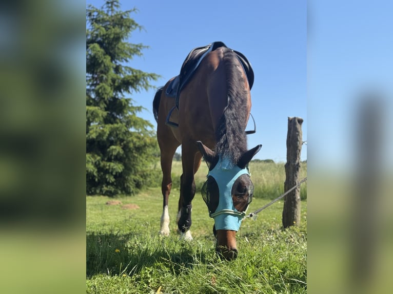 Freiberger Wallach 5 Jahre 161 cm Brauner in Aarau