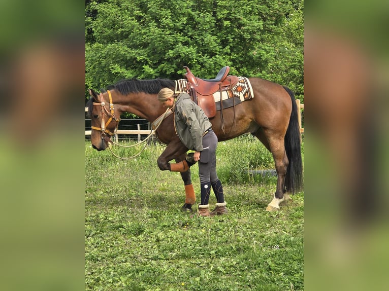 Freiberger Wallach 5 Jahre 162 cm Brauner in Linkenbach