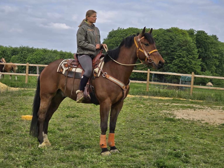 Freiberger Wallach 5 Jahre 162 cm Brauner in Linkenbach