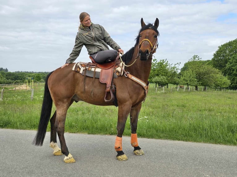 Freiberger Wallach 5 Jahre 162 cm Brauner in Linkenbach