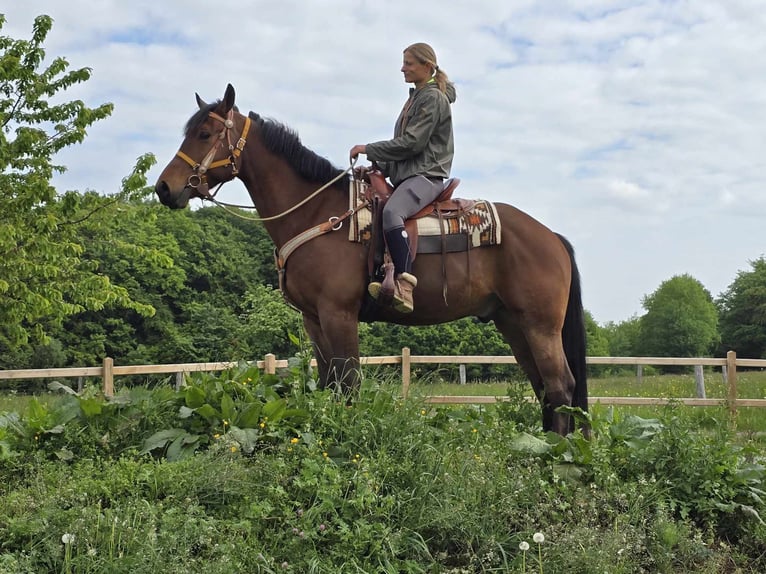 Freiberger Wallach 5 Jahre 162 cm Brauner in Linkenbach