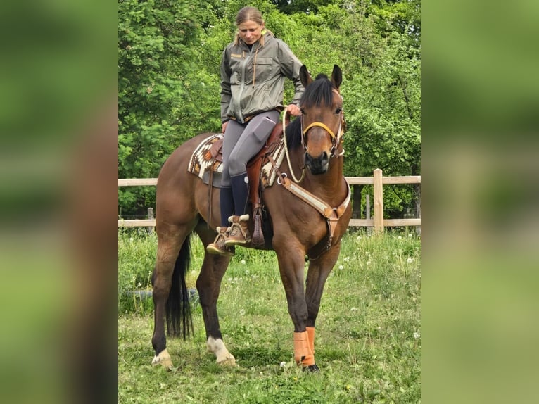 Freiberger Wallach 5 Jahre 162 cm Brauner in Linkenbach
