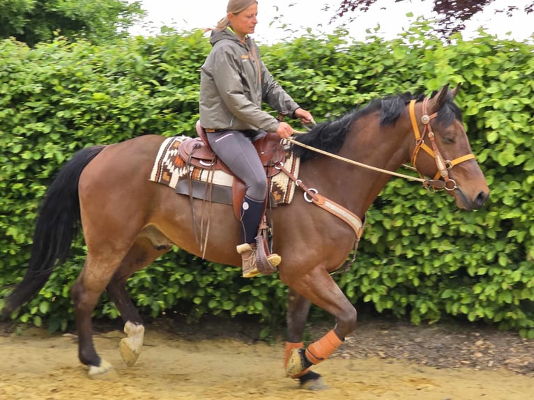 Freiberger Wallach 5 Jahre 162 cm Brauner in Linkenbach