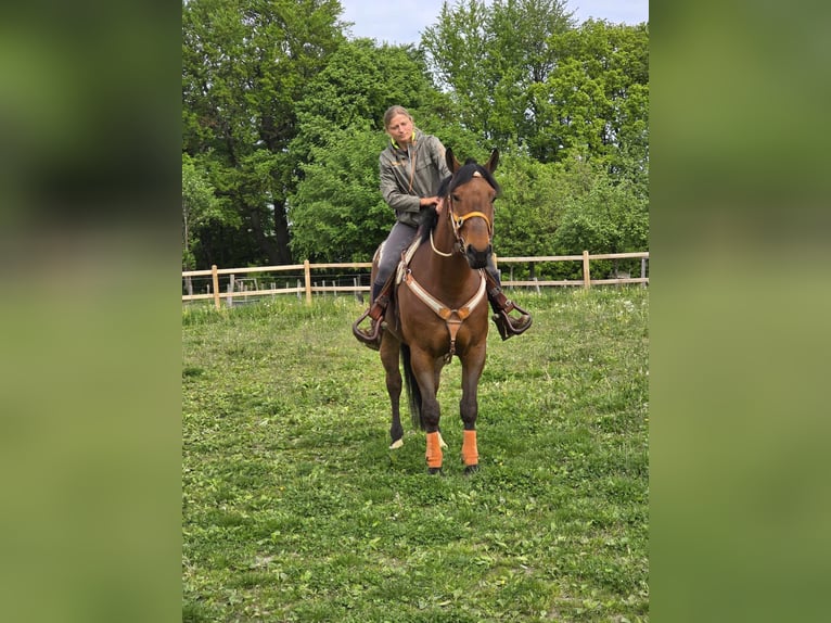 Freiberger Wallach 5 Jahre 162 cm Brauner in Linkenbach