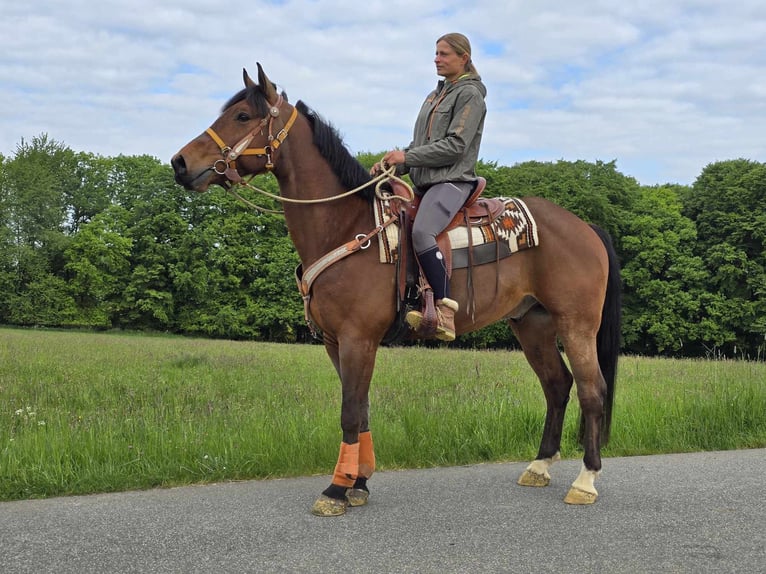 Freiberger Wallach 5 Jahre 162 cm Brauner in Linkenbach