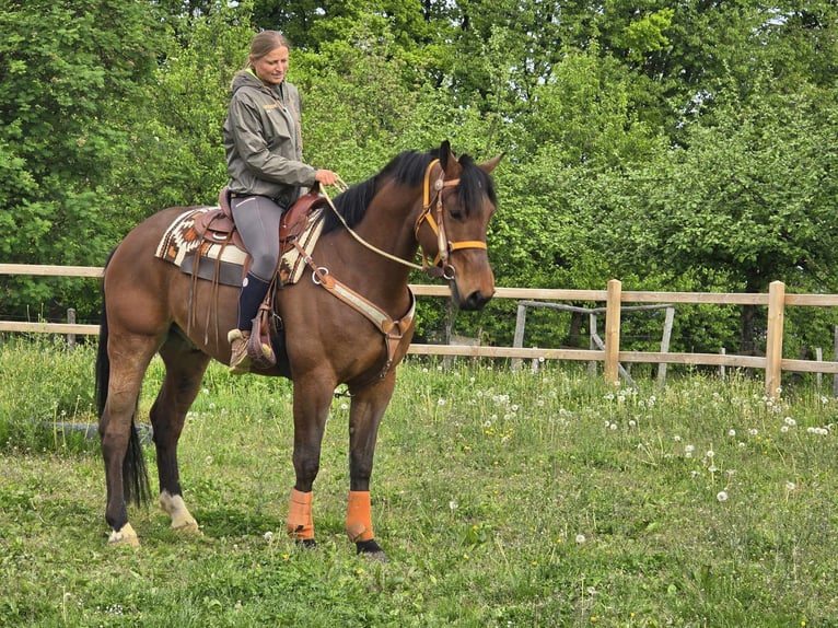 Freiberger Wallach 5 Jahre 162 cm Brauner in Linkenbach