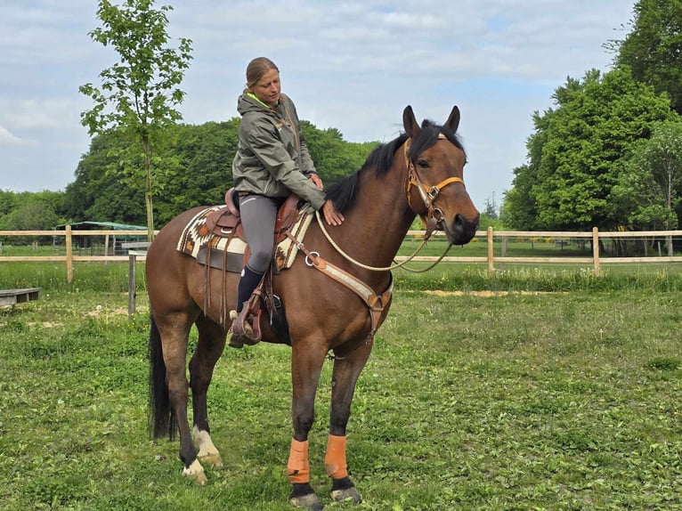 Freiberger Wallach 5 Jahre 162 cm Brauner in Linkenbach