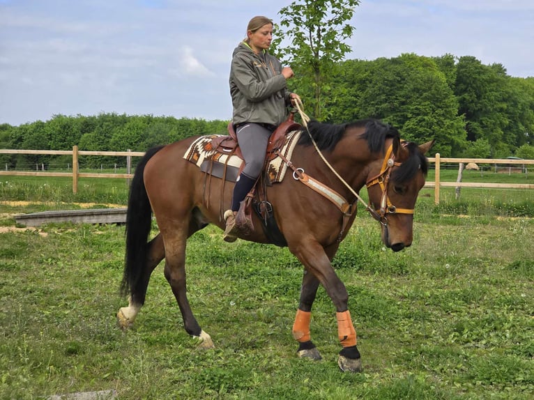 Freiberger Wallach 5 Jahre 162 cm Brauner in Linkenbach