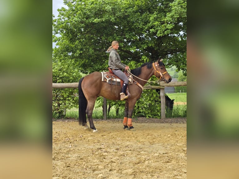 Freiberger Wallach 5 Jahre 162 cm Brauner in Linkenbach