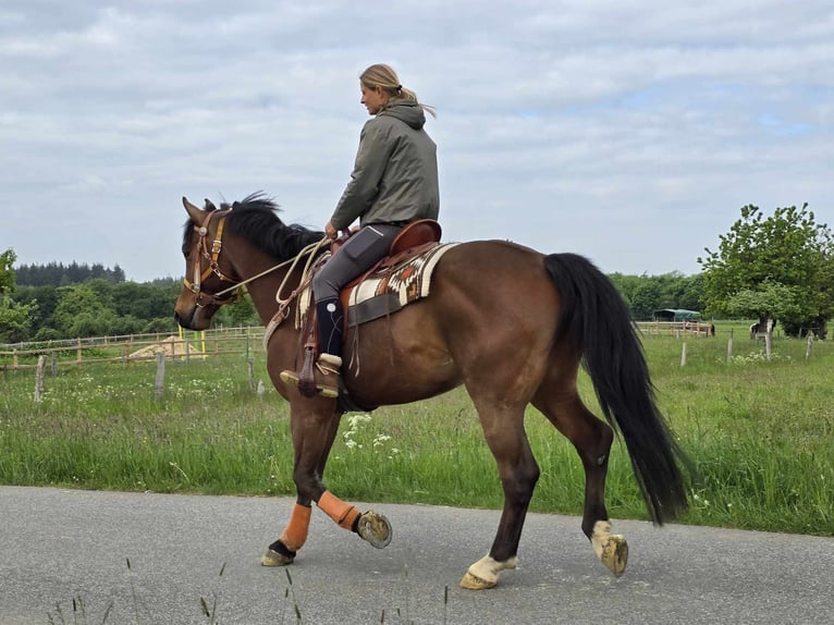 Freiberger Wallach 5 Jahre 162 cm Brauner in Linkenbach