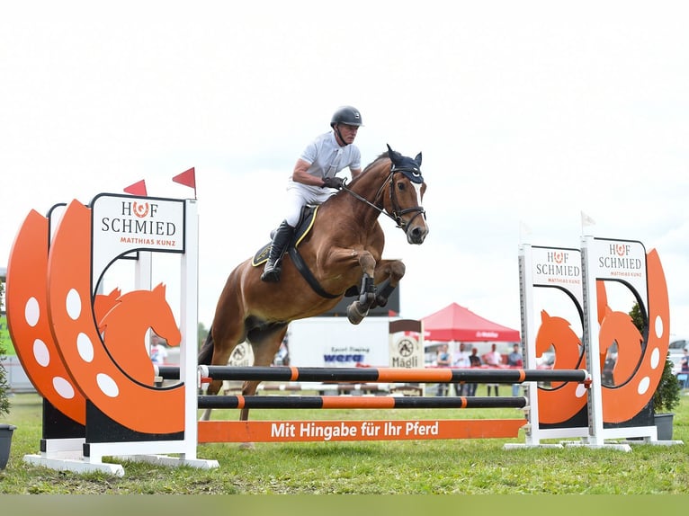 Freiberger Wallach 5 Jahre 164 cm Brauner in L&#xFC;tzelfl&#xFC;h-Goldbach