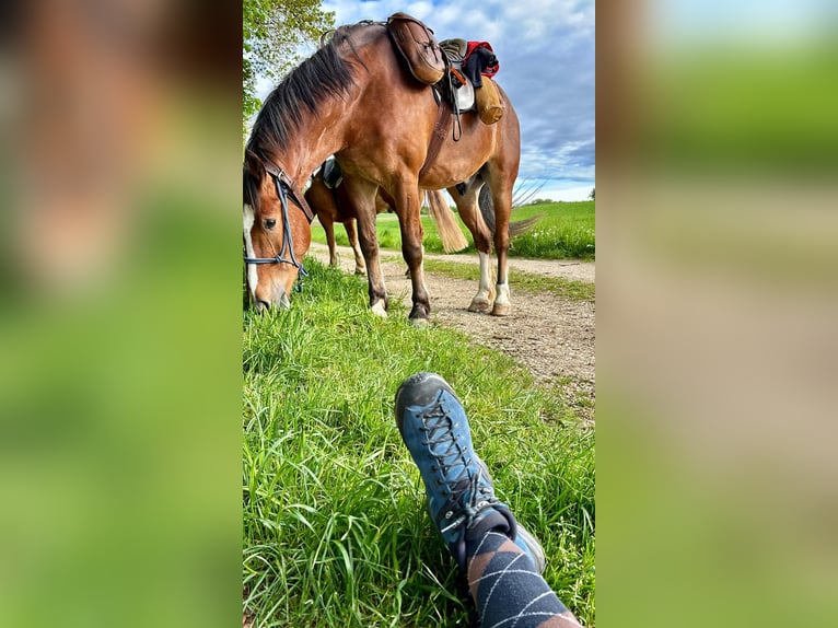 Freiberger Wallach 5 Jahre 164 cm Brauner in L&#xFC;tzelfl&#xFC;h-Goldbach