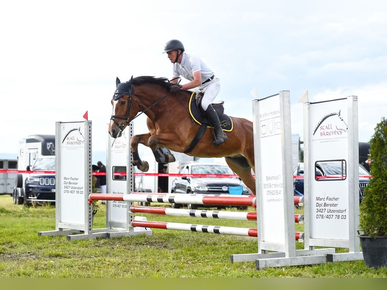 Freiberger Wallach 5 Jahre 164 cm Brauner in L&#xFC;tzelfl&#xFC;h-Goldbach