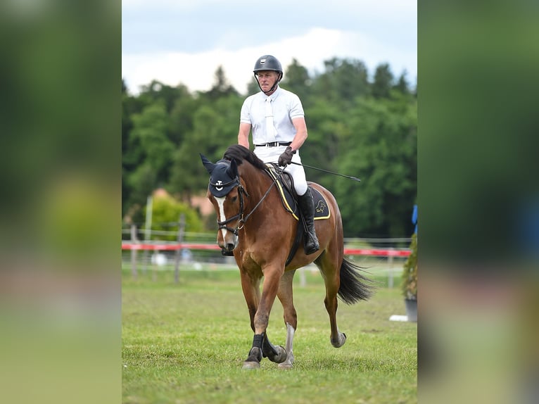 Freiberger Wallach 5 Jahre 164 cm Brauner in L&#xFC;tzelfl&#xFC;h-Goldbach