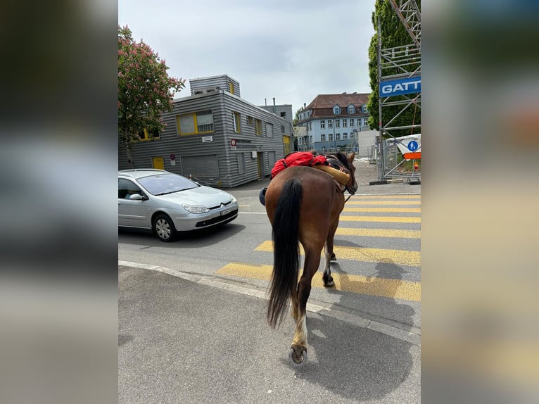 Freiberger Wallach 5 Jahre 164 cm Brauner in L&#xFC;tzelfl&#xFC;h-Goldbach