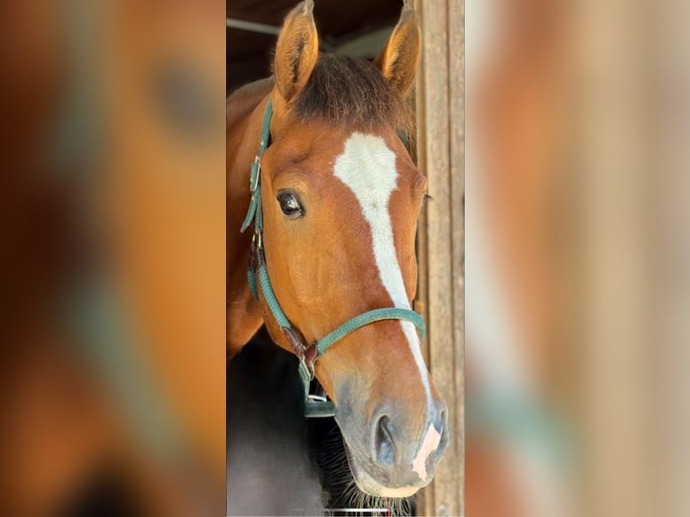 Freiberger Wallach 5 Jahre 164 cm Brauner in L&#xFC;tzelfl&#xFC;h-Goldbach