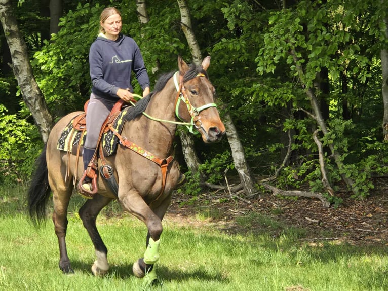 Freiberger Wallach 5 Jahre 166 cm Brauner in Linkenbach
