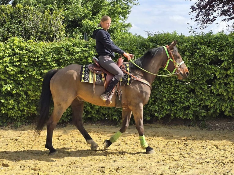 Freiberger Wallach 5 Jahre 166 cm Brauner in Linkenbach