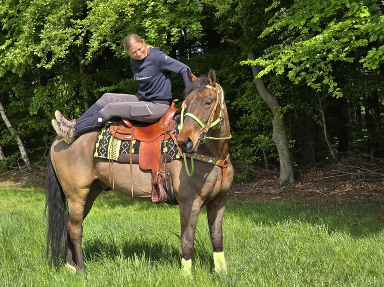 Freiberger Wallach 5 Jahre 166 cm Brauner in Linkenbach