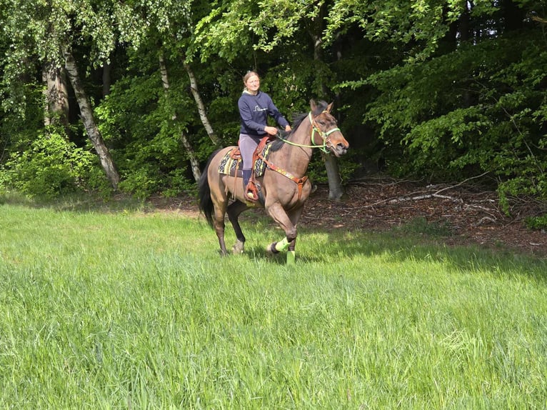 Freiberger Wallach 5 Jahre 166 cm Brauner in Linkenbach