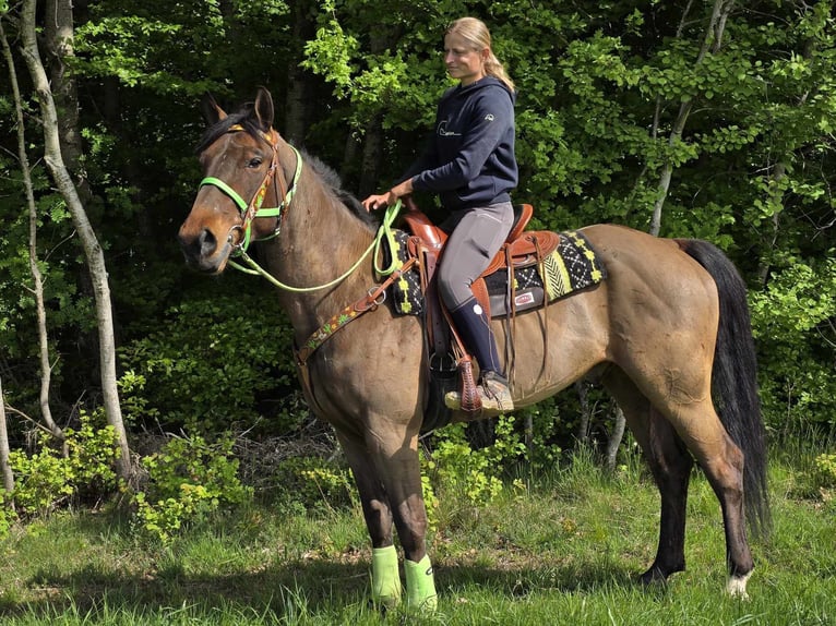 Freiberger Wallach 5 Jahre 166 cm Brauner in Linkenbach