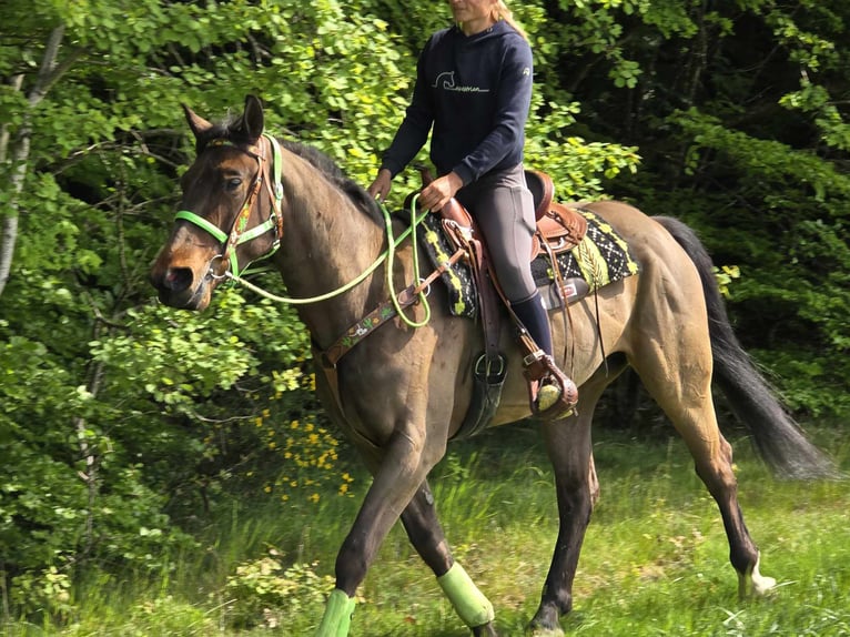 Freiberger Wallach 5 Jahre 166 cm Brauner in Linkenbach