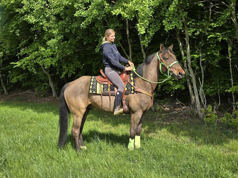 Freiberger Wallach 5 Jahre 166 cm Brauner in Linkenbach