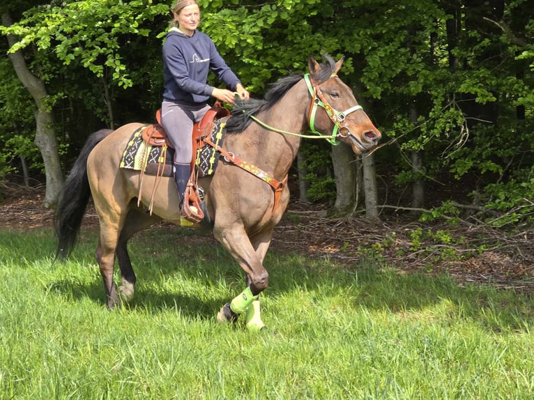 Freiberger Wallach 5 Jahre 166 cm Brauner in Linkenbach