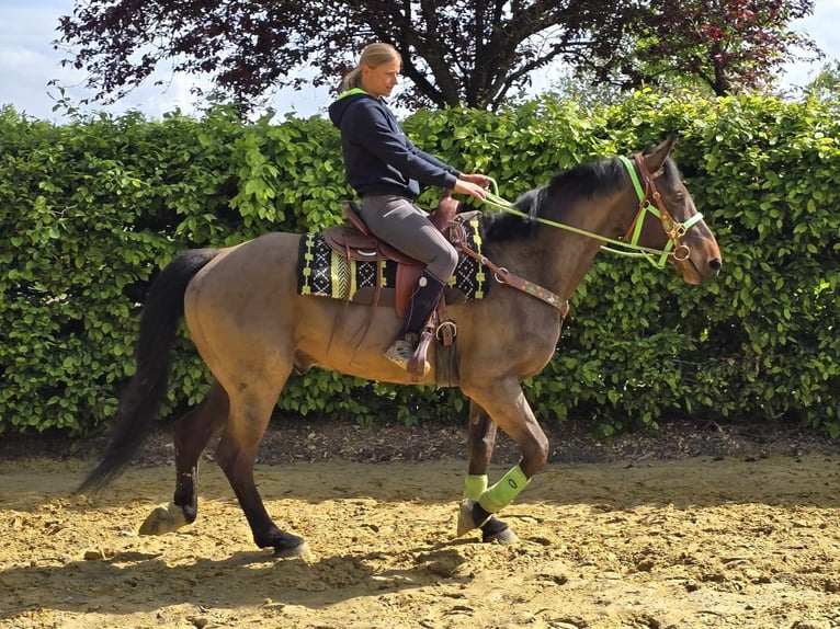 Freiberger Wallach 5 Jahre 166 cm Brauner in Linkenbach