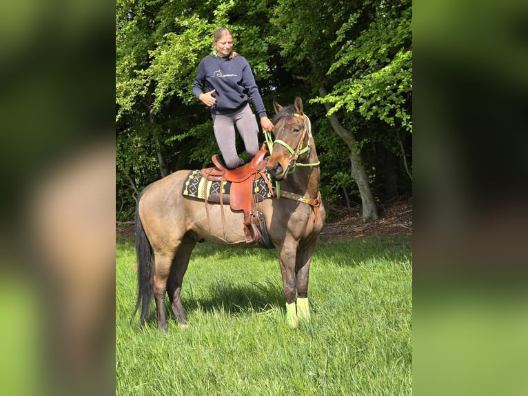 Freiberger Wallach 5 Jahre 166 cm Brauner in Linkenbach