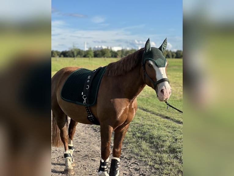 Freiberger Mix Wallach 6 Jahre 153 cm Dunkelfuchs in Schönefeld