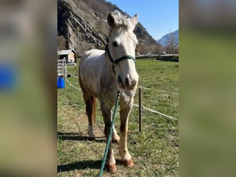 Freiberger Wallach 6 Jahre 155 cm White in Brig