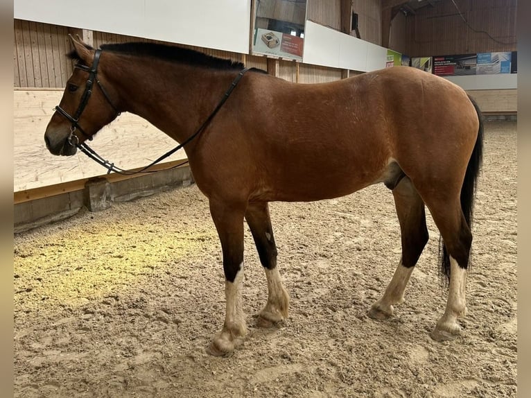 Freiberger Wallach 6 Jahre 157 cm Brauner in Zürich