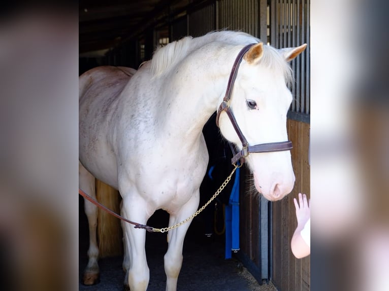 Freiberger Wallach 6 Jahre 157 cm Schimmel in Dietikon