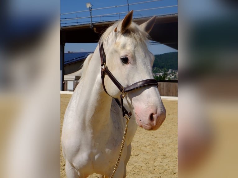 Freiberger Wallach 6 Jahre 157 cm Schimmel in Dietikon