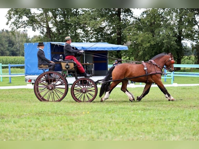 Freiberger Wallach 6 Jahre 158 cm Brauner in Fischbachau