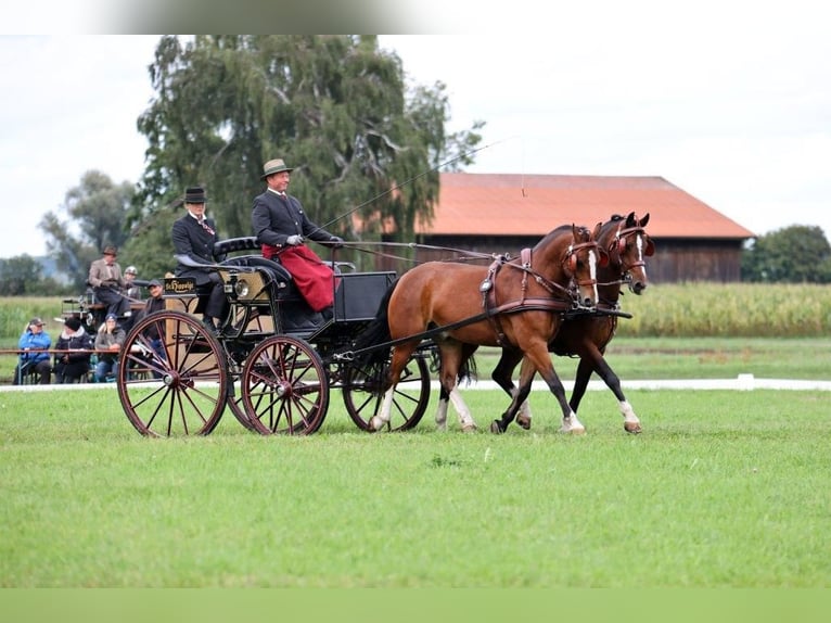 Freiberger Wallach 6 Jahre 158 cm Brauner in Fischbachau
