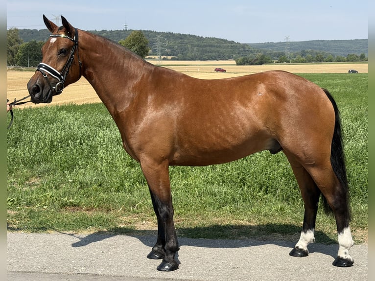 Freiberger Wallach 6 Jahre 158 cm Brauner in Riedlingen
