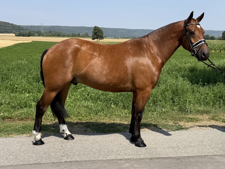 Freiberger Wallach 6 Jahre 158 cm Brauner in Riedlingen