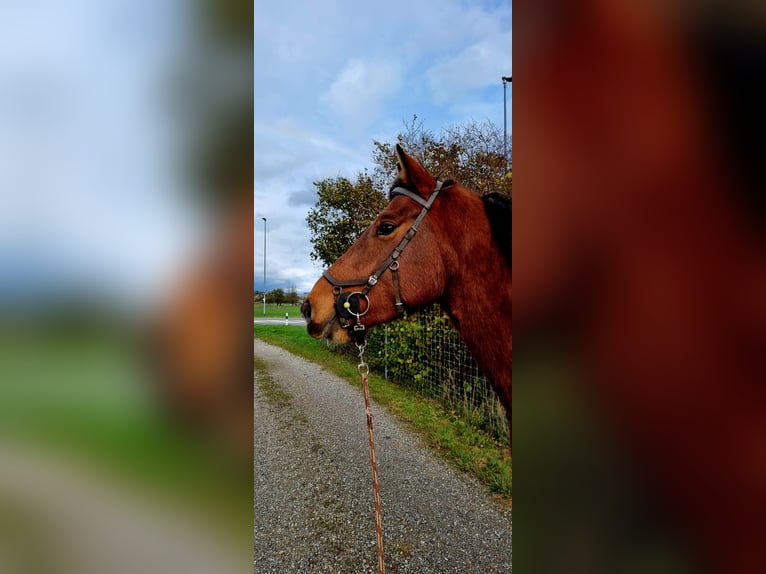 Freiberger Wallach 6 Jahre 160 cm Brauner in Bonau