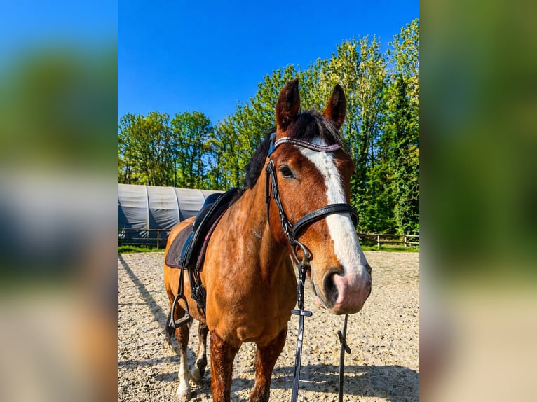 Freiberger Wallach 6 Jahre 164 cm Brauner in Nord Pas de Calais