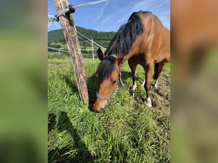 Freiberger Wallach 6 Jahre Brauner in Holderbank SO