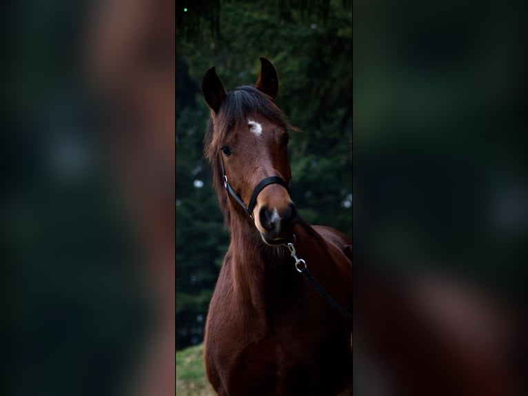 Freiberger Wallach 7 Jahre 151 cm Brauner in Signau