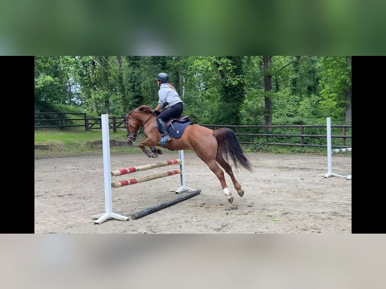 Freiberger Wallach 7 Jahre 155 cm Fuchs in Leuven