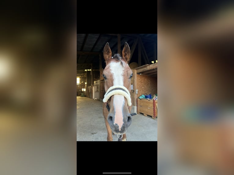 Freiberger Wallach 7 Jahre 157 cm Brauner in Schwörstadt