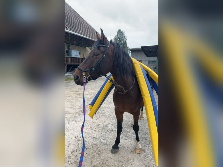 Freiberger Wallach 8 Jahre 158 cm Brauner in Hasle b. B