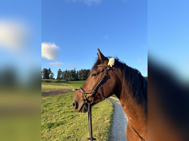 Freiberger Wallach 8 Jahre 158 cm Brauner in Hasle b. B