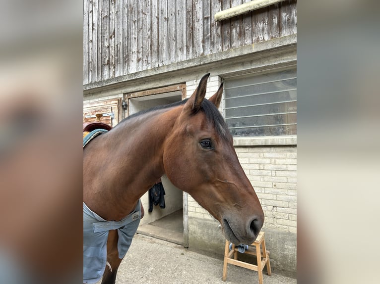 Freiberger Wallach 8 Jahre 158 cm Brauner in Hasle b. Burgdorf
