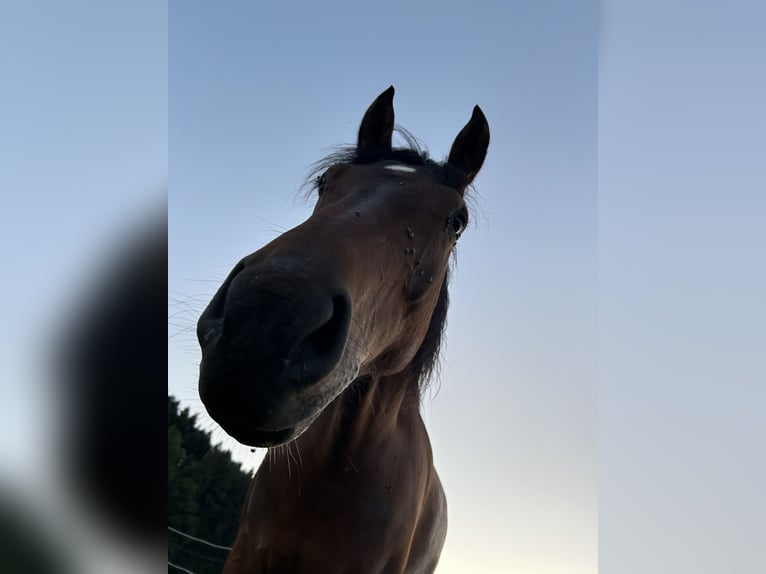 Freiberger Wallach 8 Jahre 158 cm Brauner in Hasle b. Burgdorf