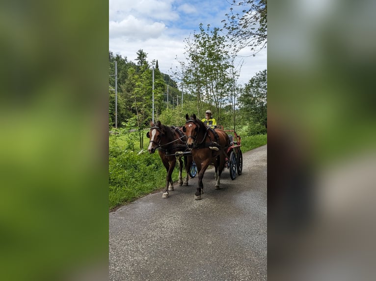 Freiberger Wallach 8 Jahre 159 cm Brauner in Hasle b. Burgdorf